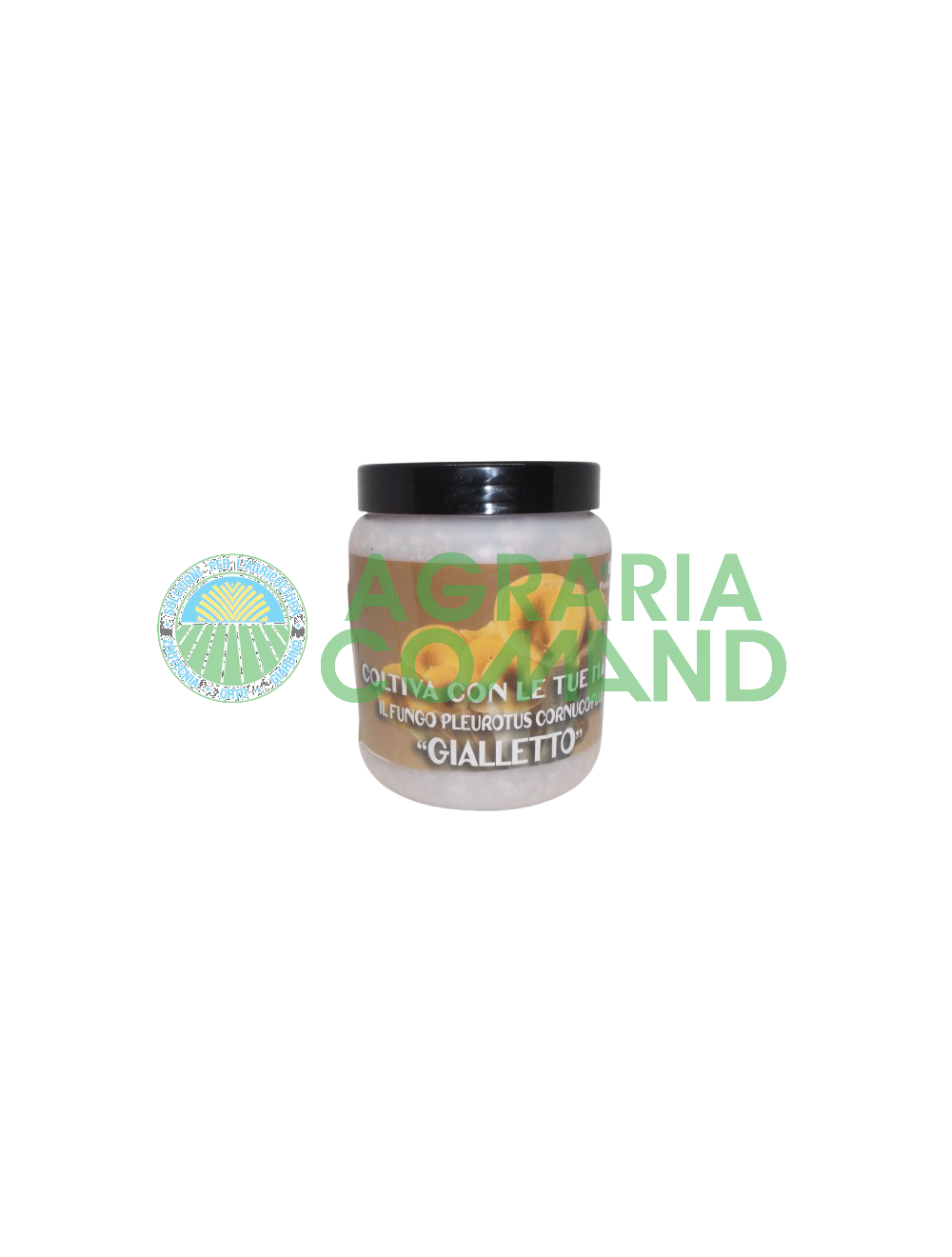 Tarro de micelio de Pleurotus Cornucopiae Tarro de micelio de Pleurotus Cornucopiae