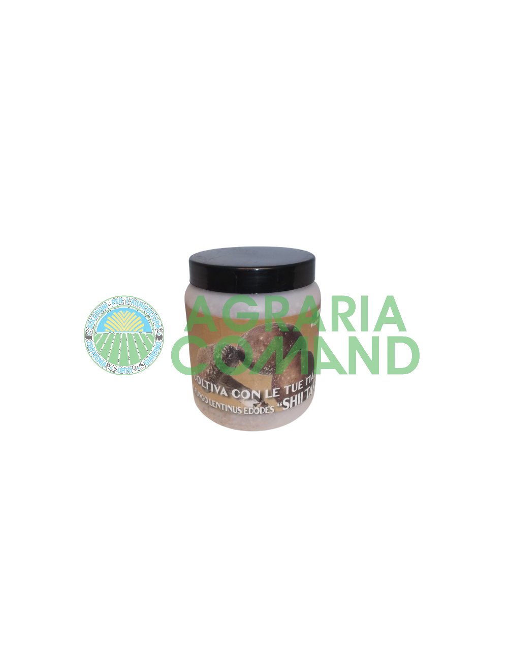 Micelio fresco para la producción de setas ShiiTake