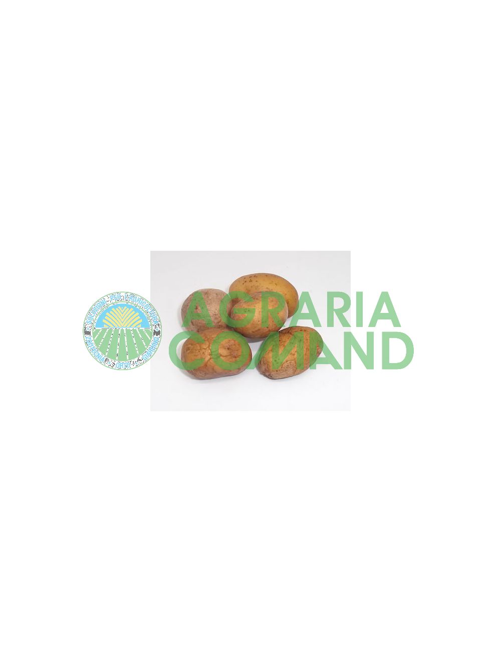 Tubérculos de semilla de patata Mini Divaa Tubérculos de semilla de patata Mini Divaa