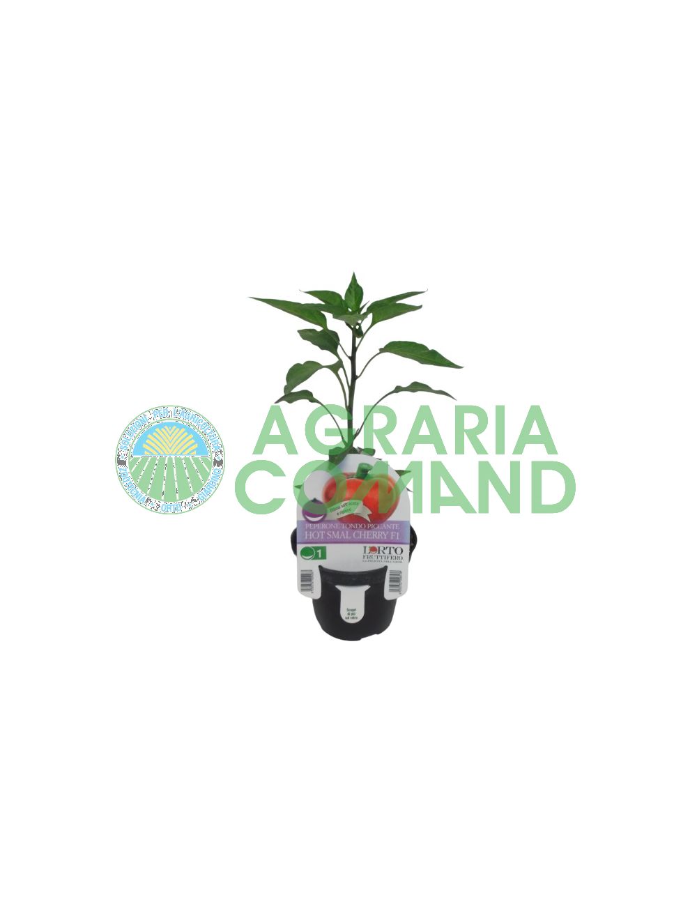 Planta de pimiento Hot Smal Cherry