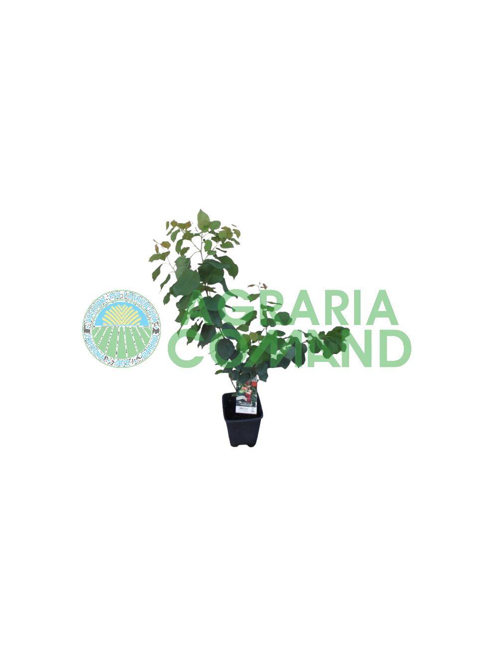 Planta de albaricoque Mara Pia