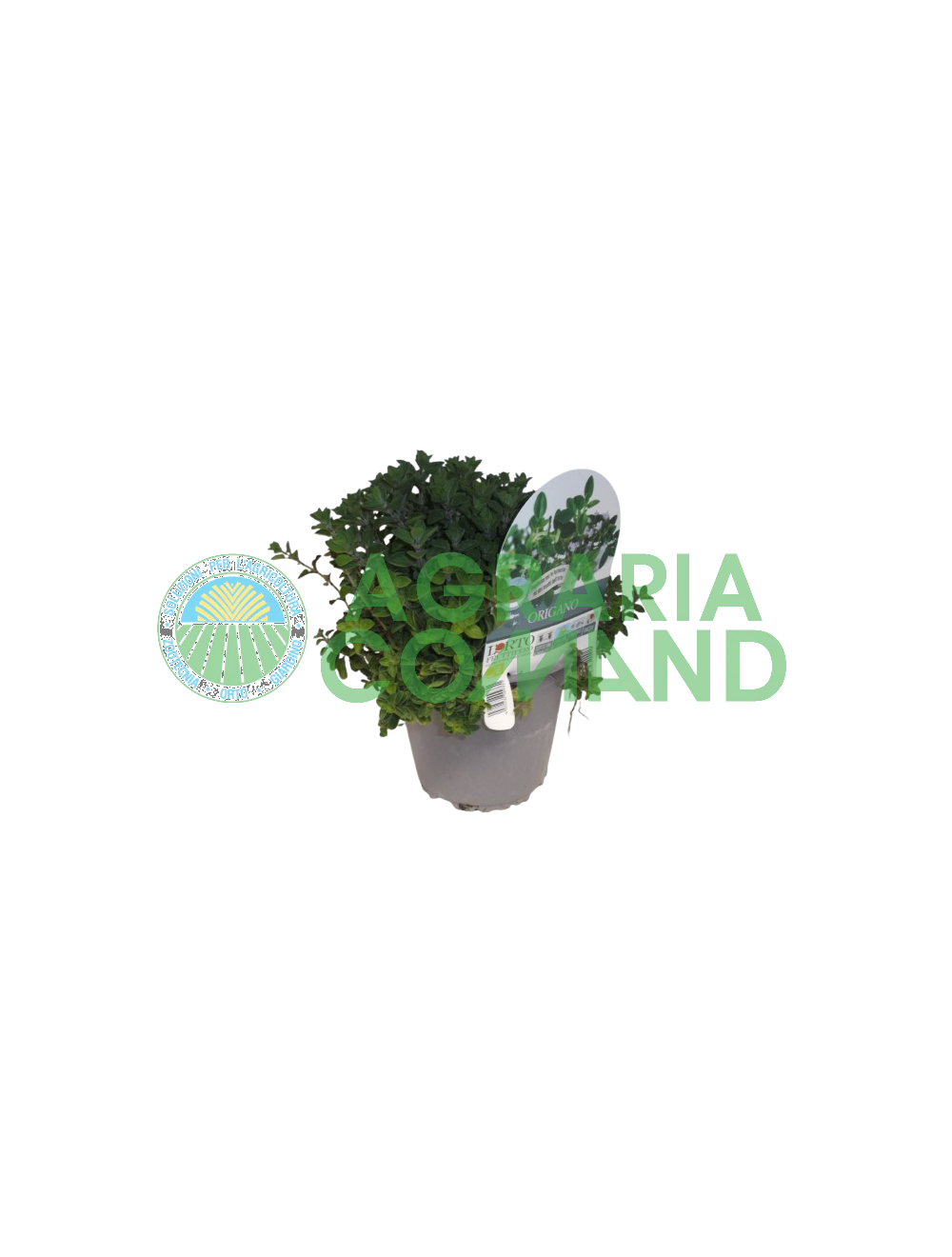 Planta de orégano en maceta Planta de orégano en maceta