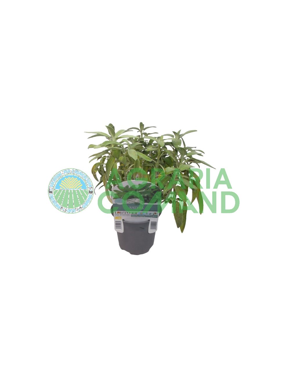 Planta de salvia piñonera o Elegans