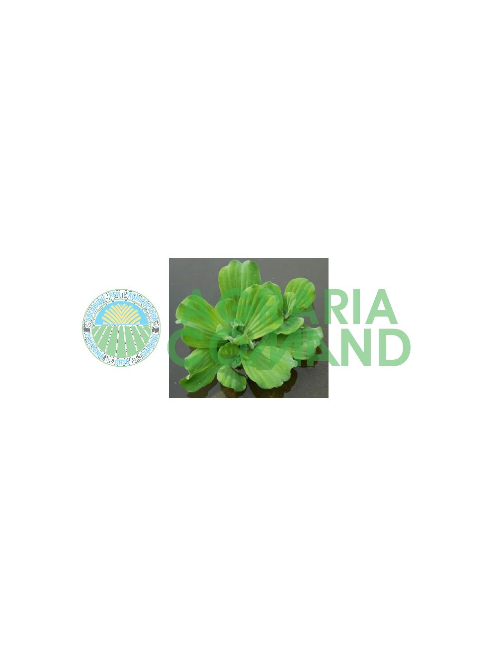 Planta flotante de lechuga de agua Planta flotante de lechuga de agua