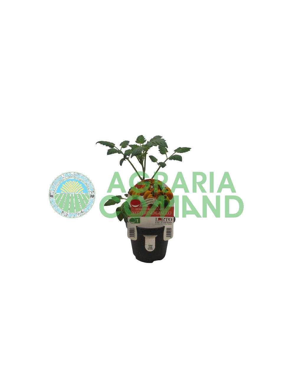 Tomate Datterino amarillo Tomate Datterino amarillo