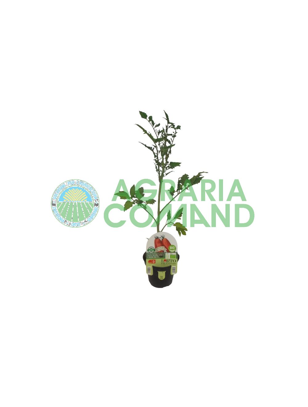 Tomate San Marzano Uriburi