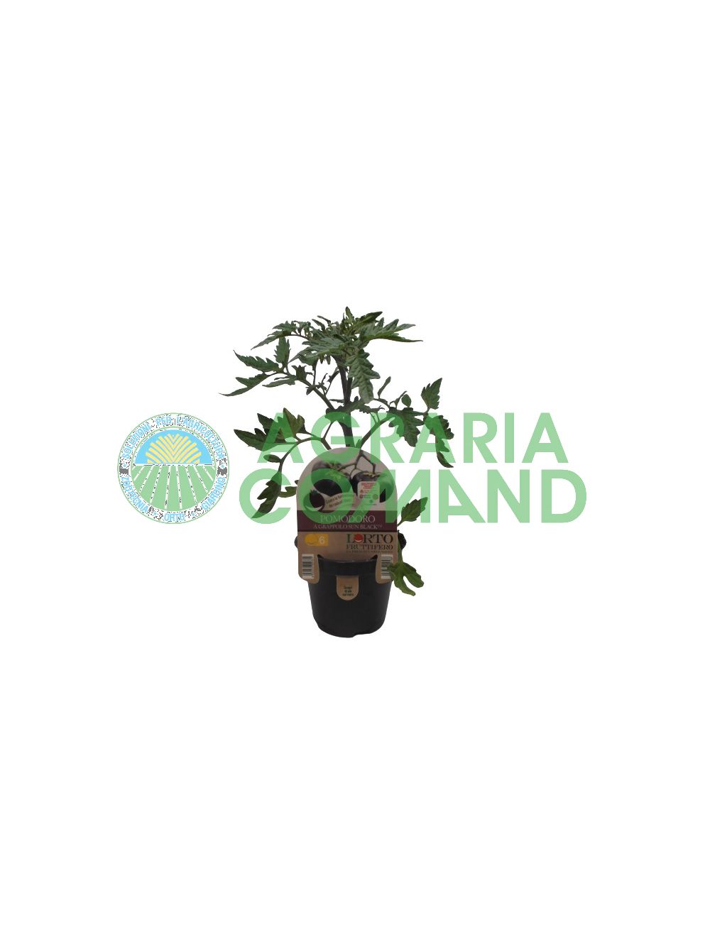 Tomate racimo negro sol Tomate racimo negro sol