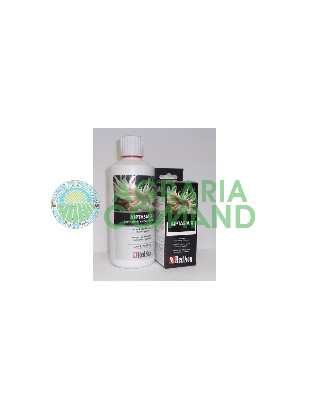 Aiptasia del mar rojo