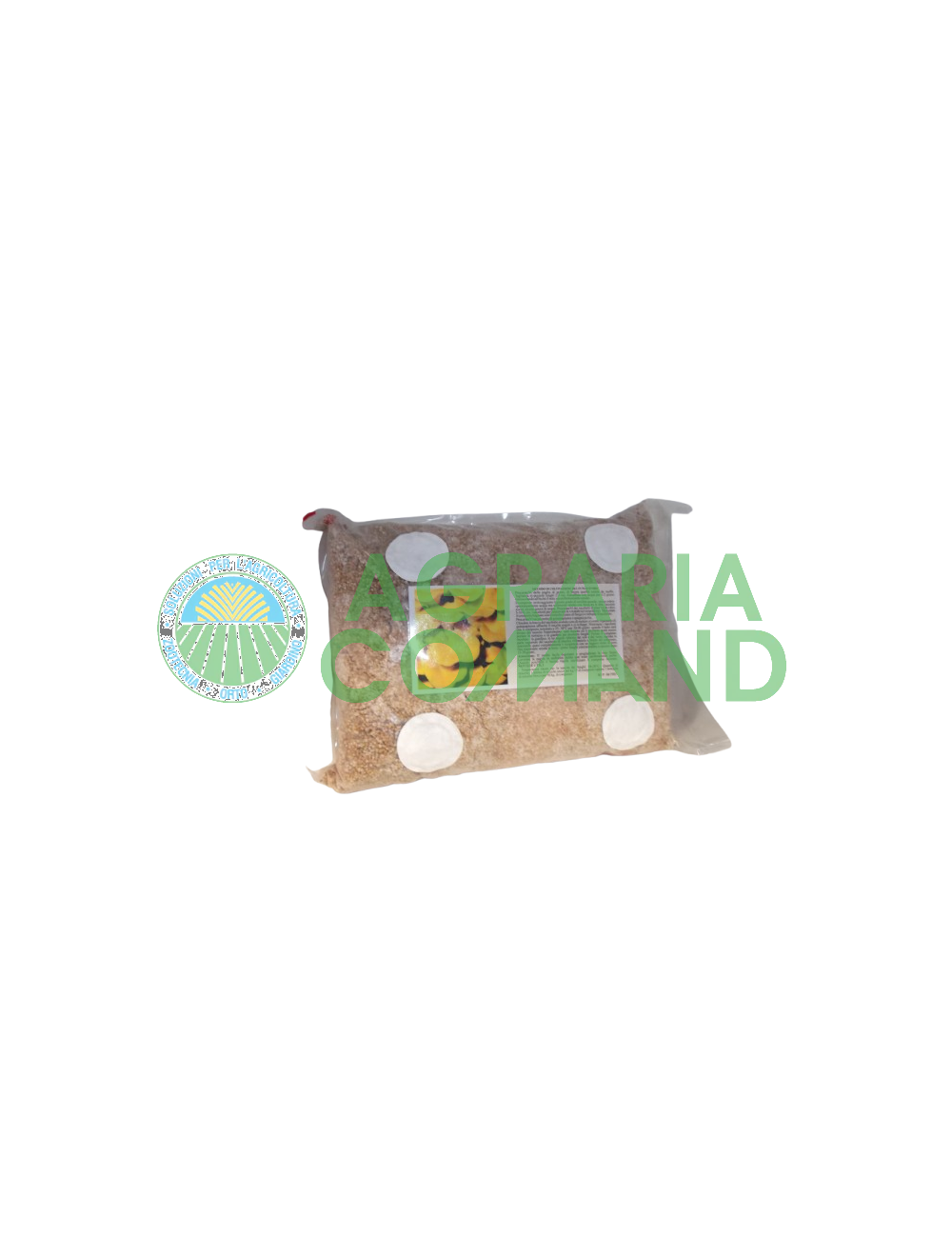 Hongo micelio fresco Plerotus Cornucopiae