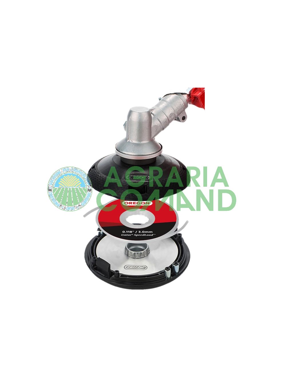 cabeza de oregón cabeza de oregón