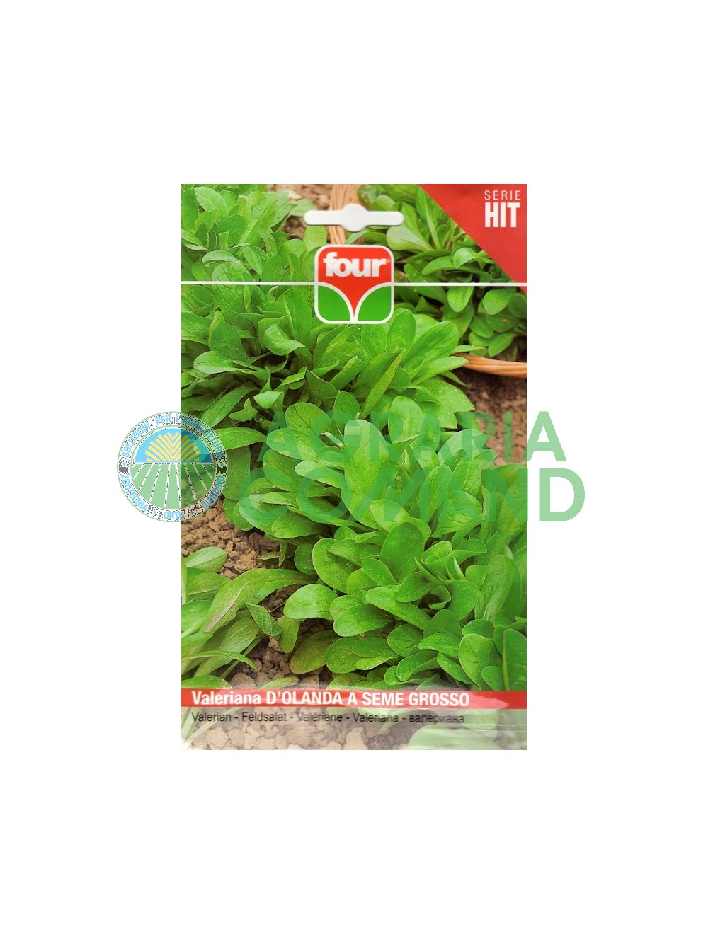 Valeriana holandesa de semillas grandes