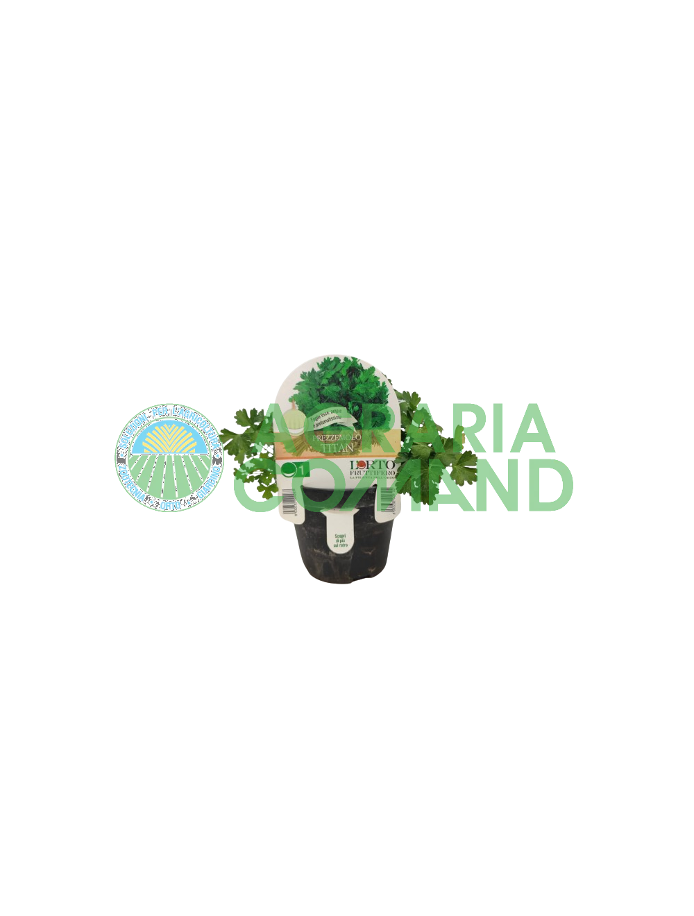 Perejil Titan en macetas Perejil Titan en macetas