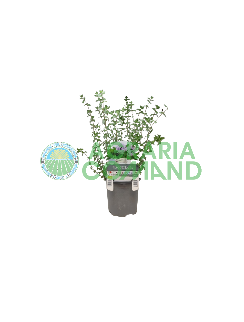 Mggiorana en maceta de 14 cm de diámetro Mggiorana en maceta de 14 cm de diámetro