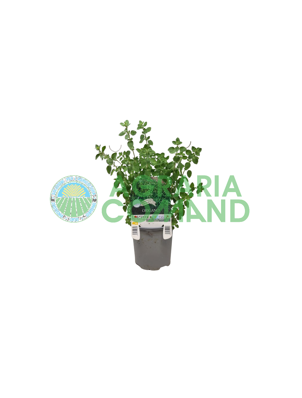 Orégano en macetas para el huerto del balcón Orégano en macetas para el huerto del balcón