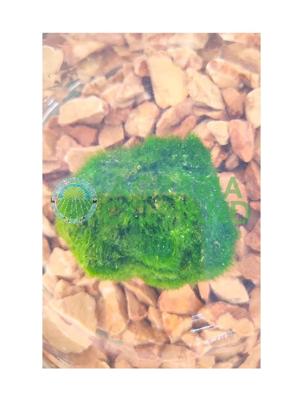 Algas Cladophora o Aegagropila linnaei o MArimo Algas Cladophora o Aegagropila linnaei o MArimo