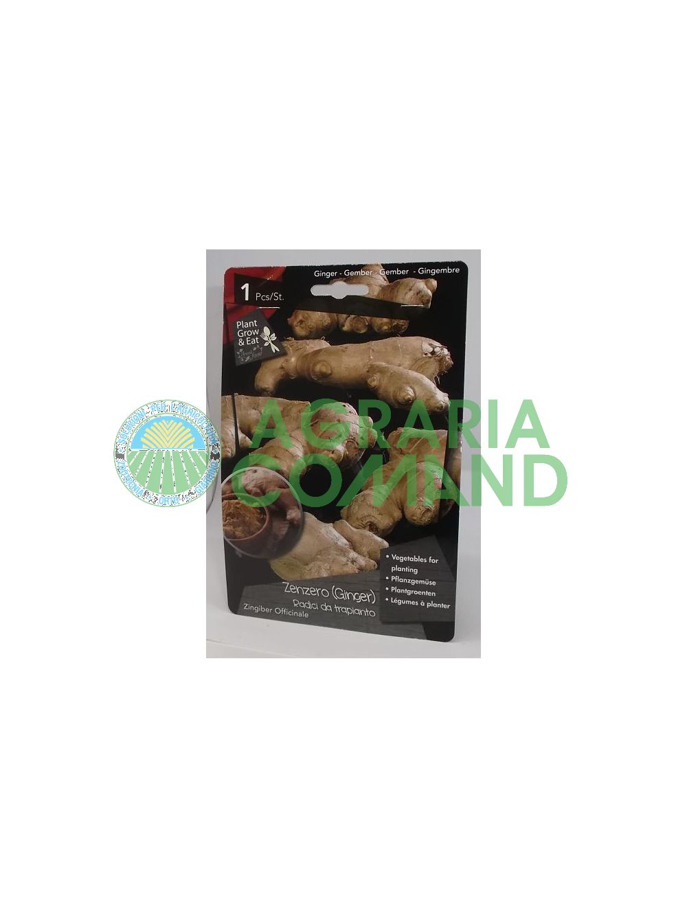 Raíz de jengibre Raíz de jengibre