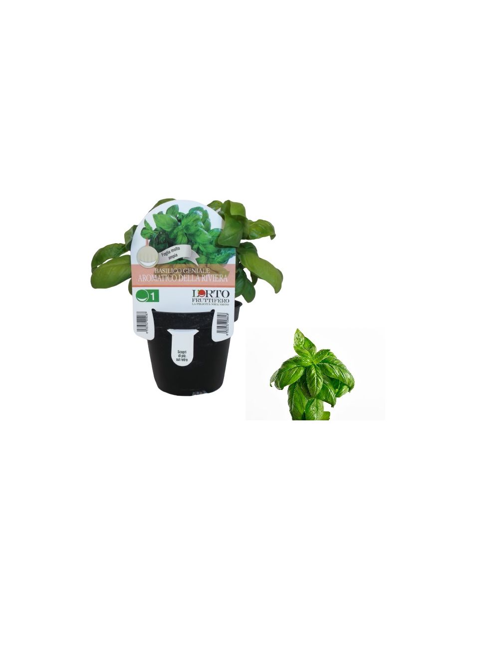 Geniale Planta aromática de albahaca de la Riviera