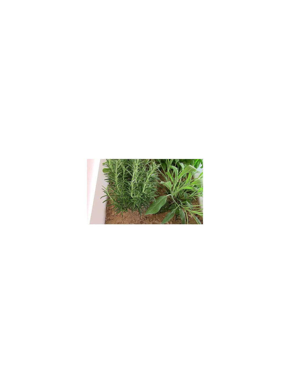 Plantas aromáticas en el desierto