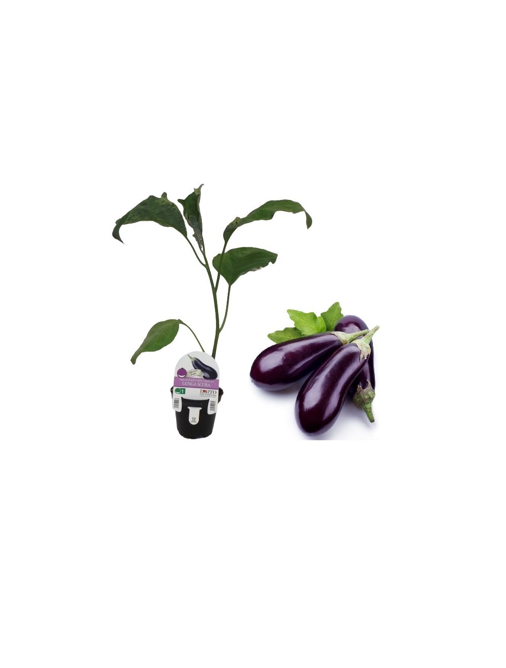 Berenjena larga y oscura