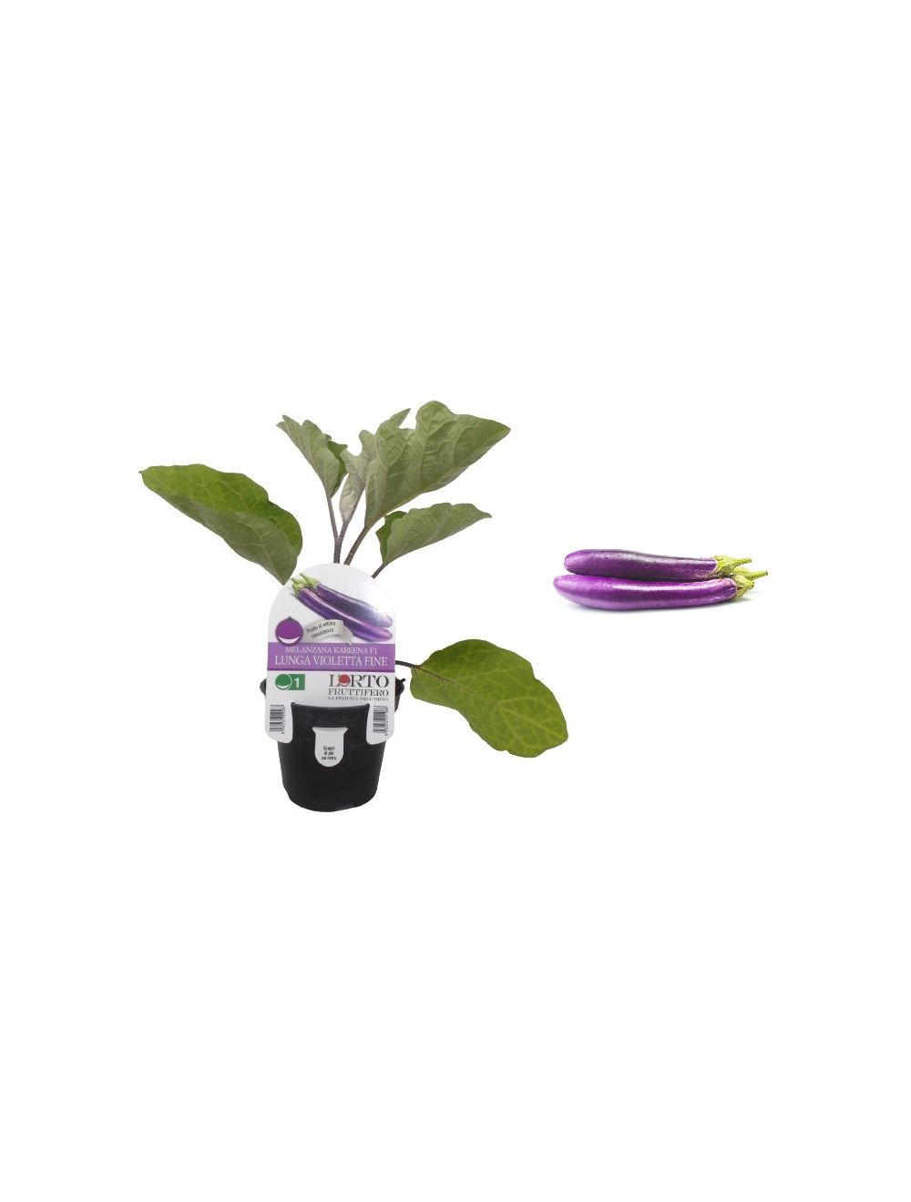 Planta de berenjena Kareena violeta larga