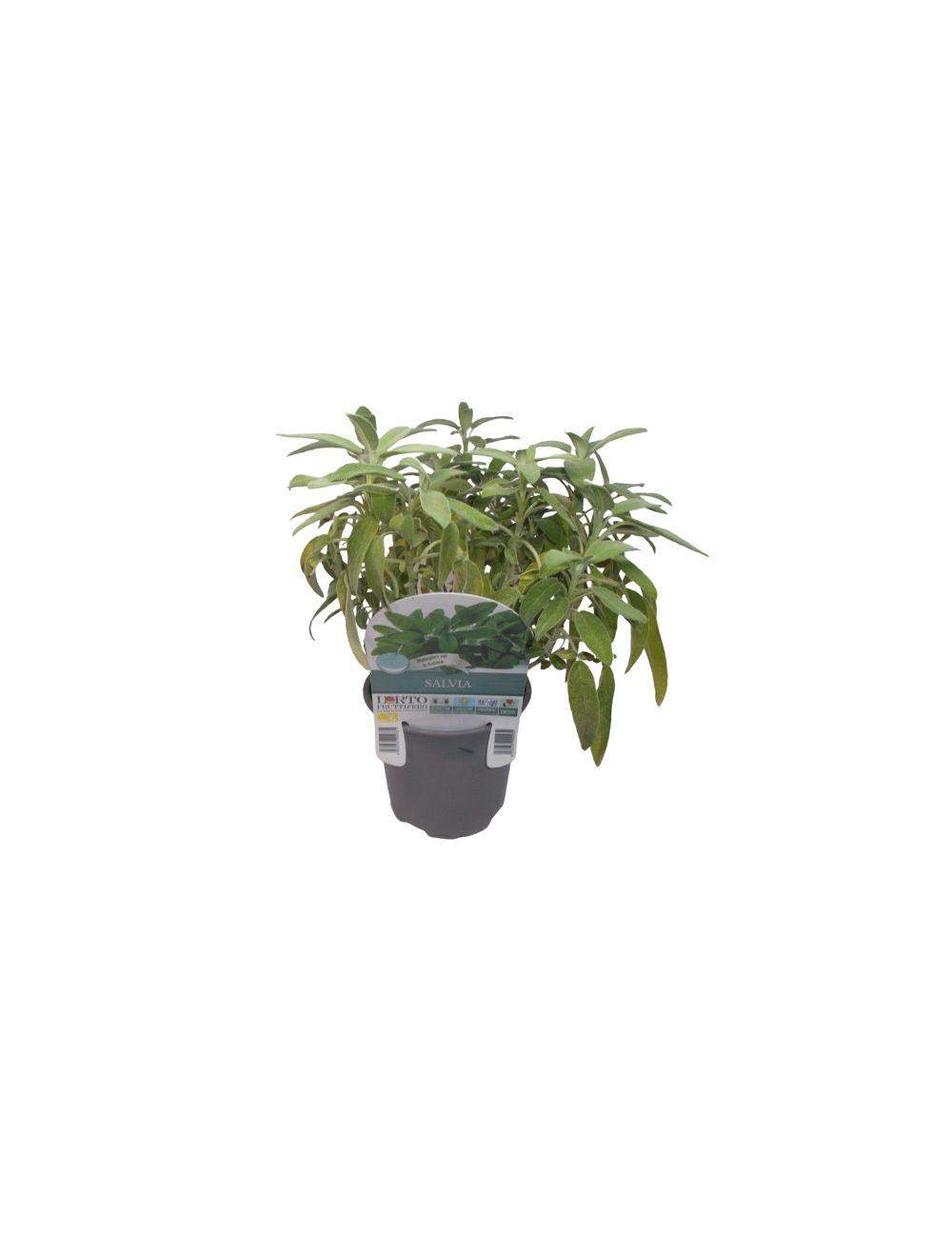 Planta de salvia piñonera o Elegans