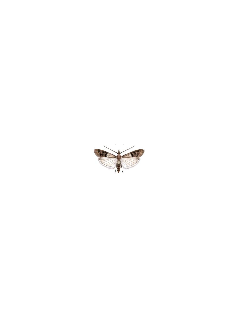 Feromona_plodia