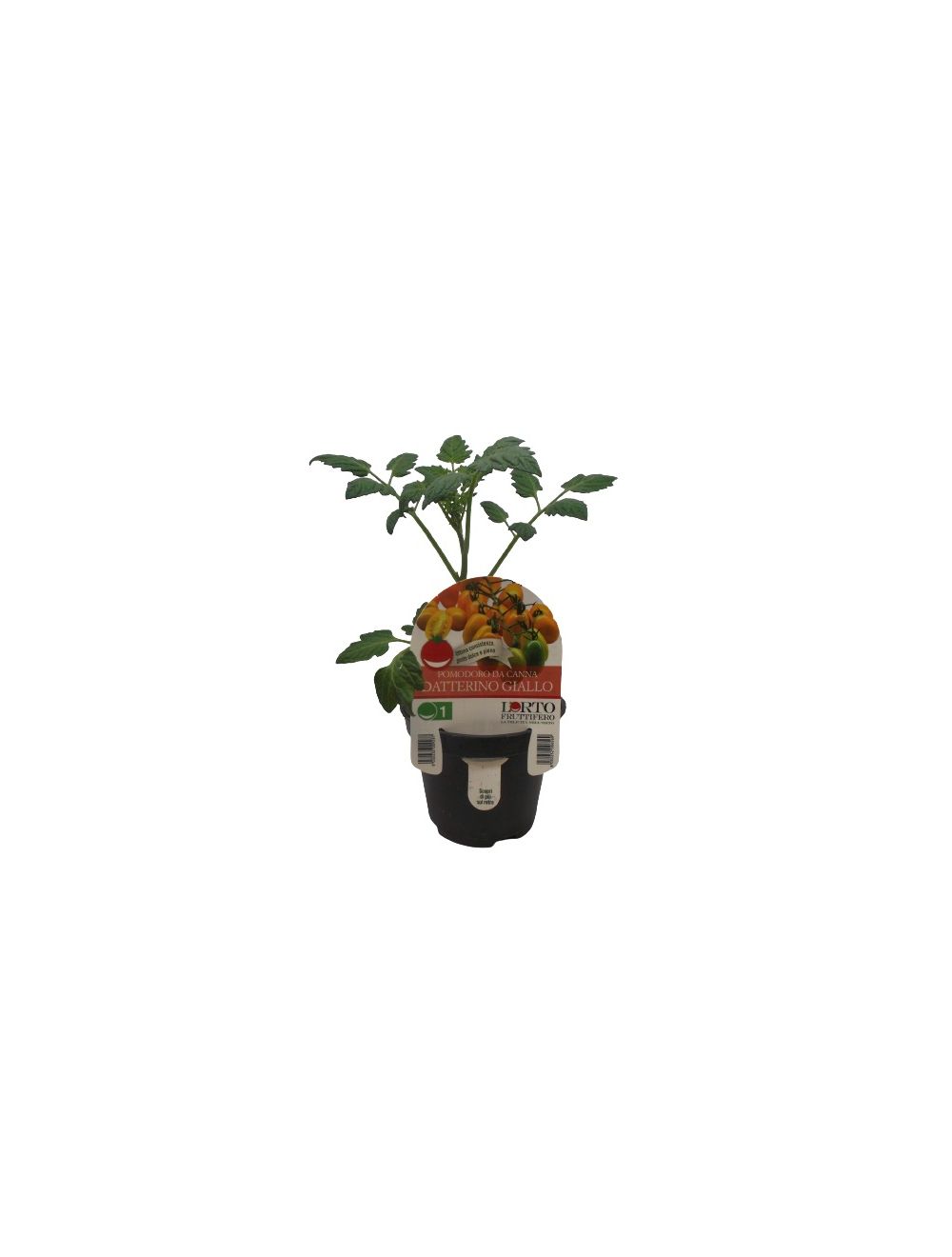 Tomate Datterino amarillo