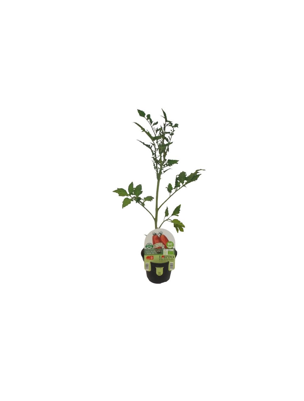 Tomate San Marzano Uriburi