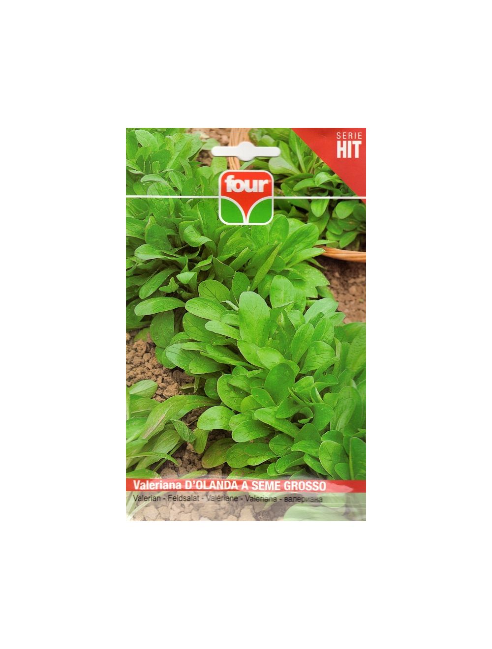 Valeriana holandesa de semillas grandes