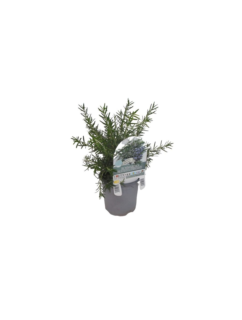 Rosemary