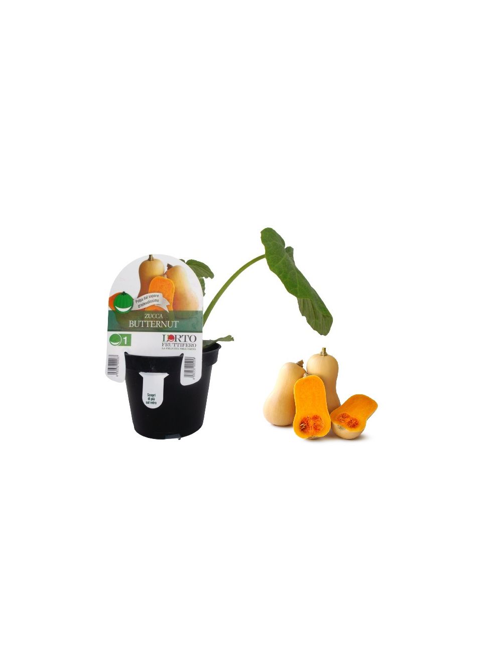 Planta de calabaza