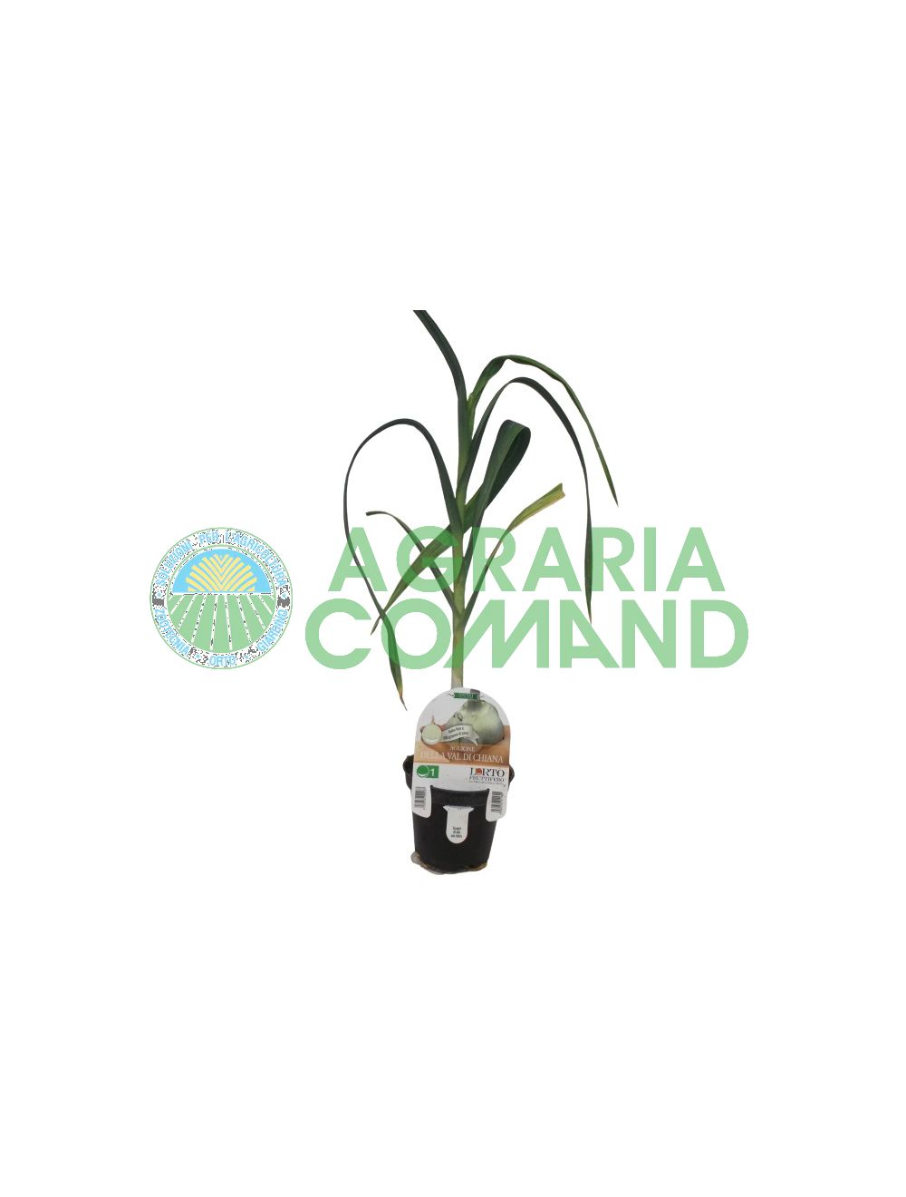 Planta Aglione della Val di Chiana