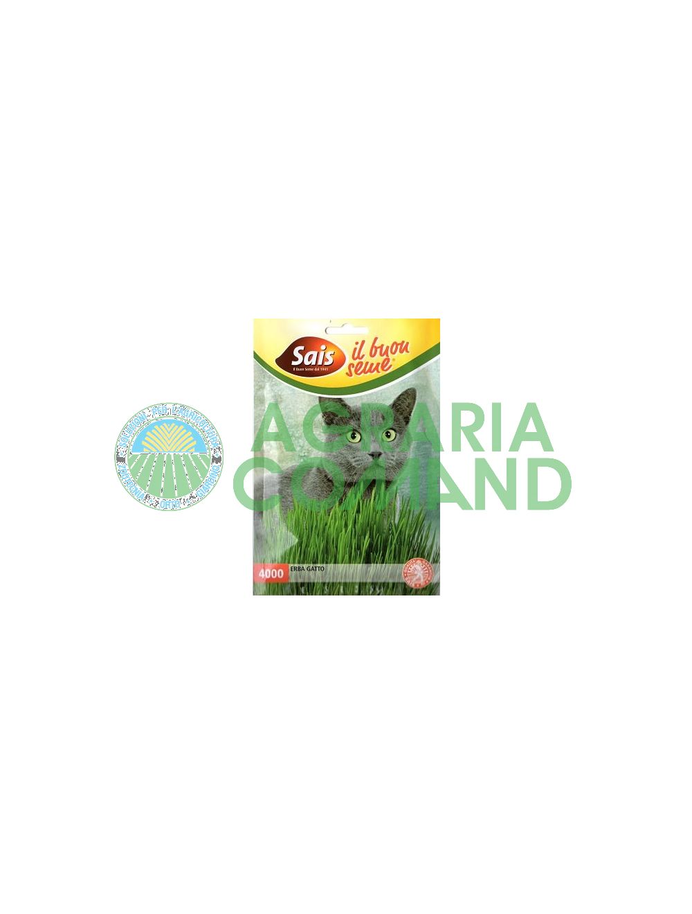 Cat_grass_from_seed
