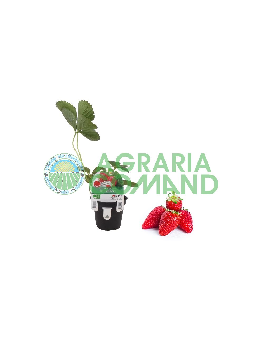 Planta de fresa Aromas