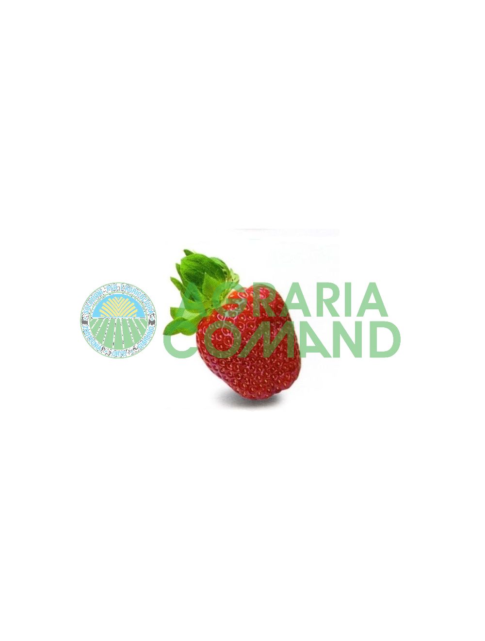Dulcinea de fresa Dulcinea de fresa