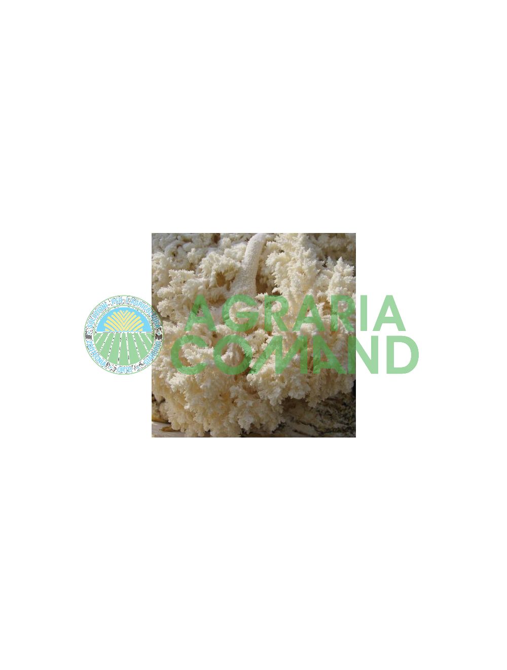 Micelio de Hericium