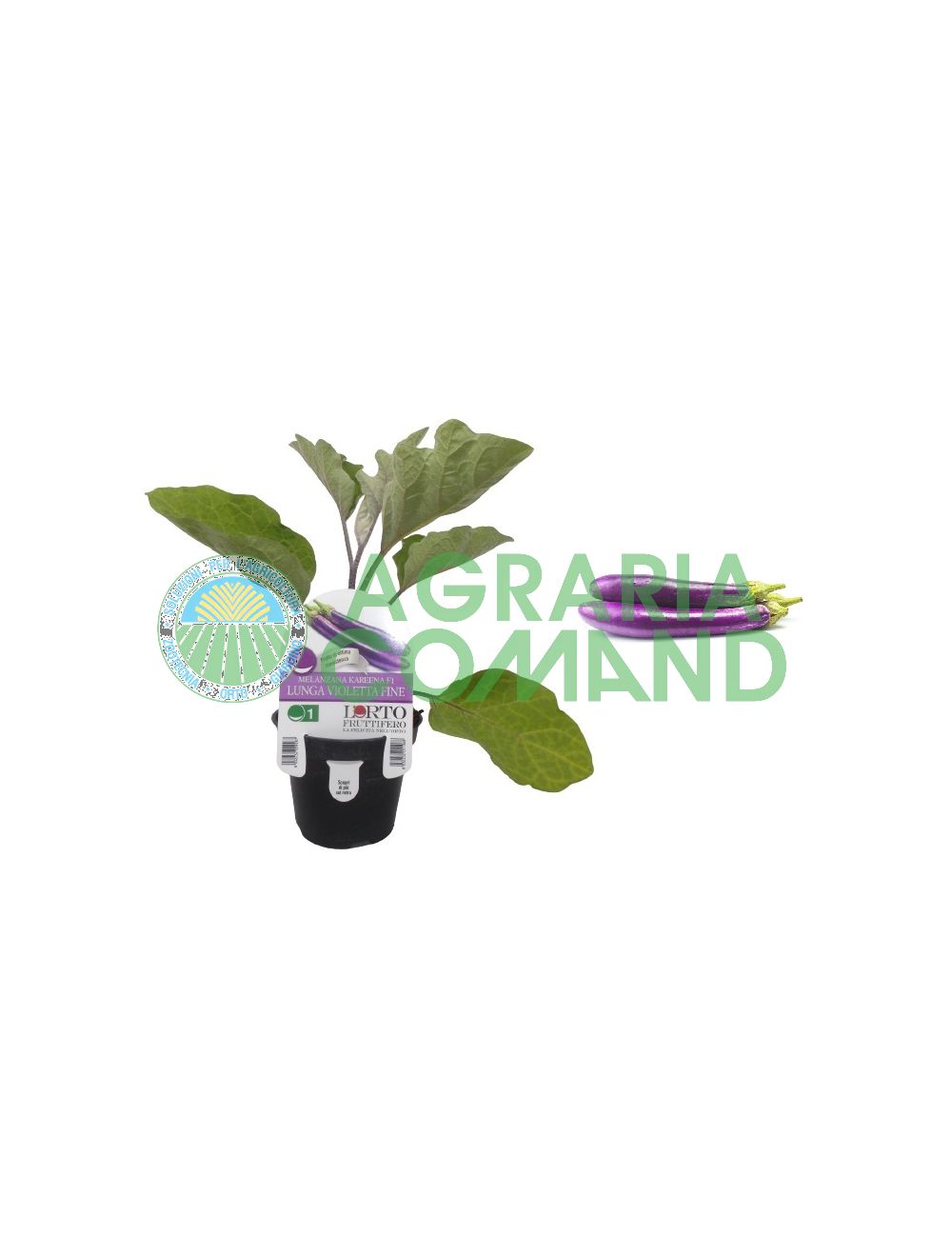 Planta de berenjena Kareena violeta larga