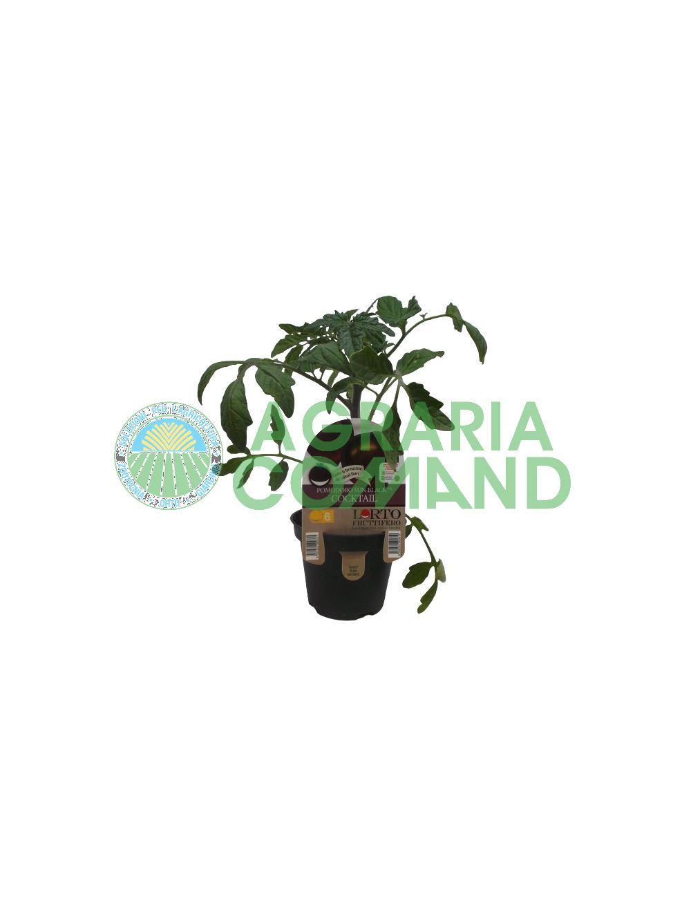 Cóctel Plant Sun Black