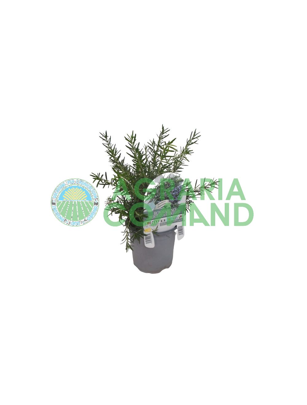 Rosemary