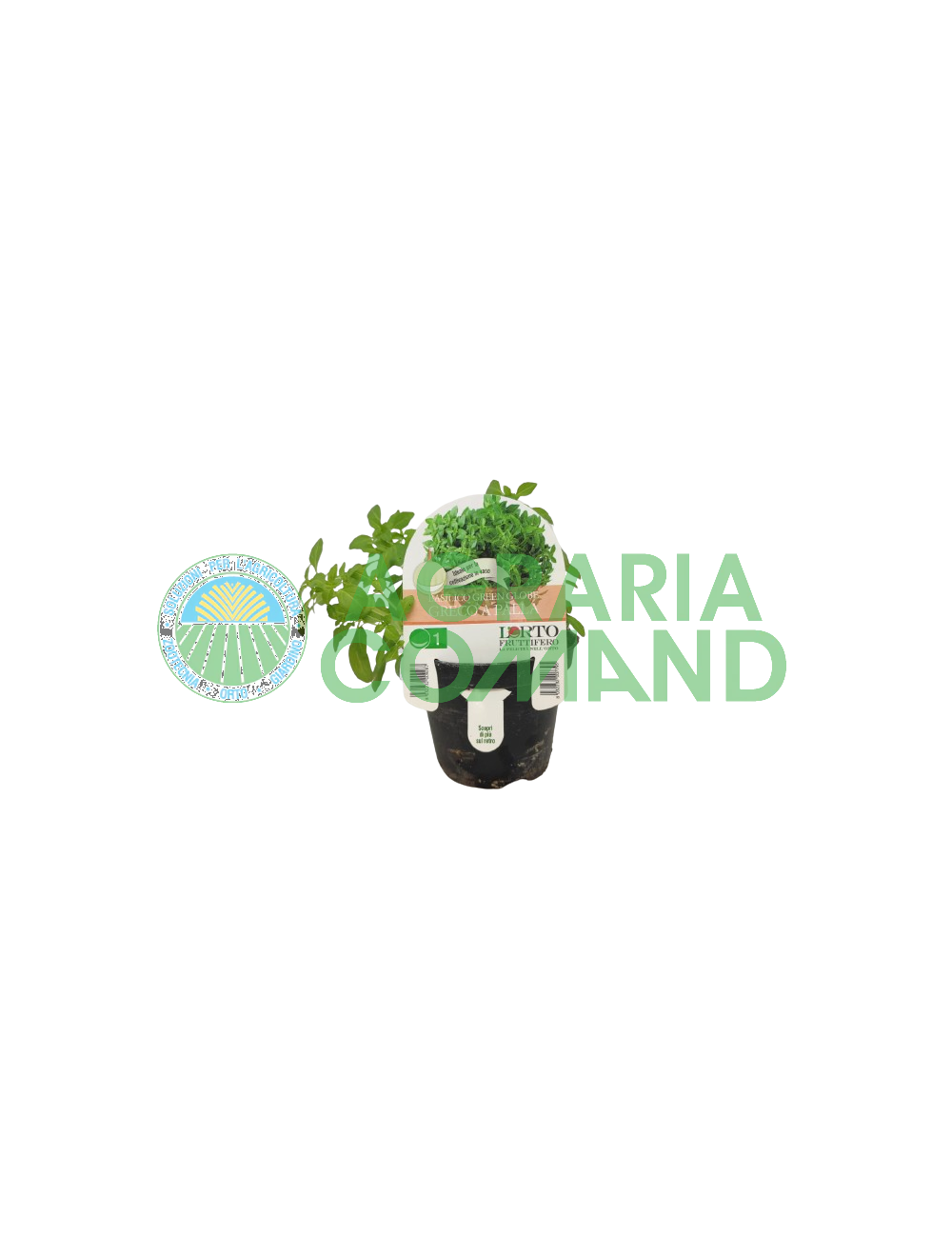 Bola de albahaca griega