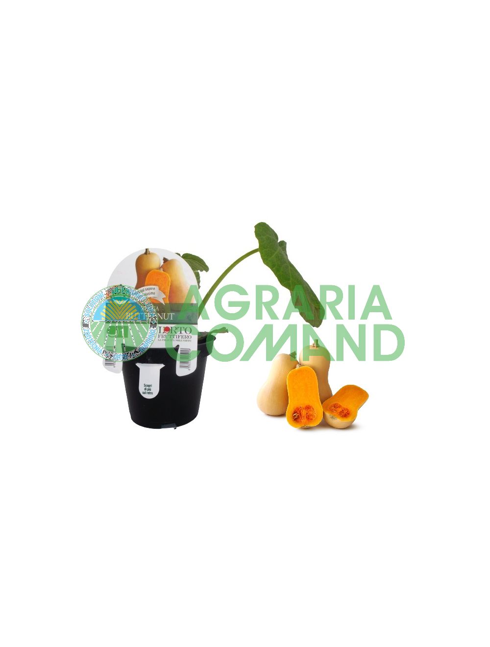Planta de calabaza