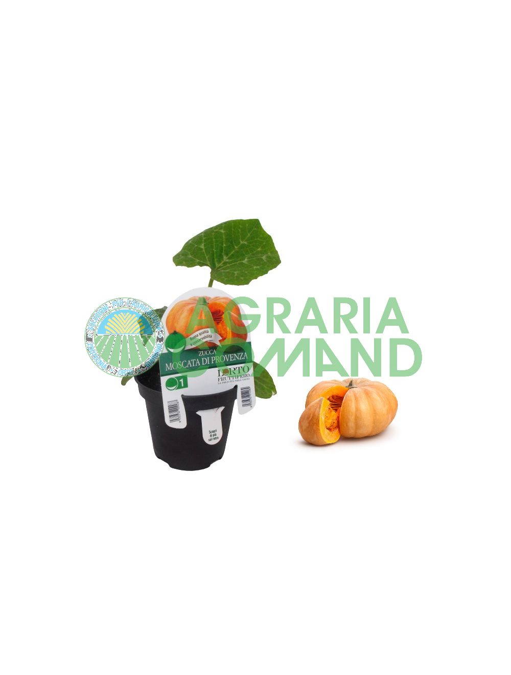 Calabaza moscatel de Provenza
