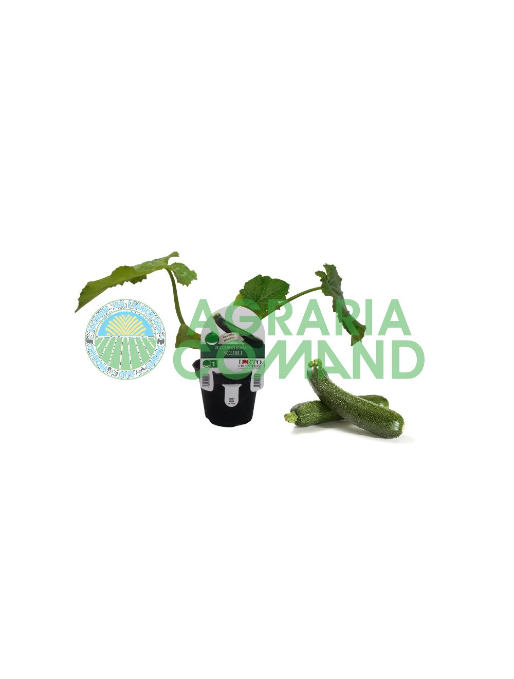 Calabacín planta Sofía